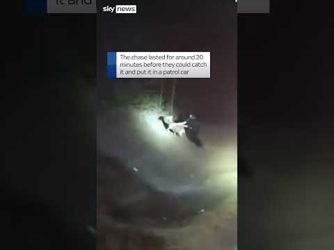 Police pursue runaway goat
