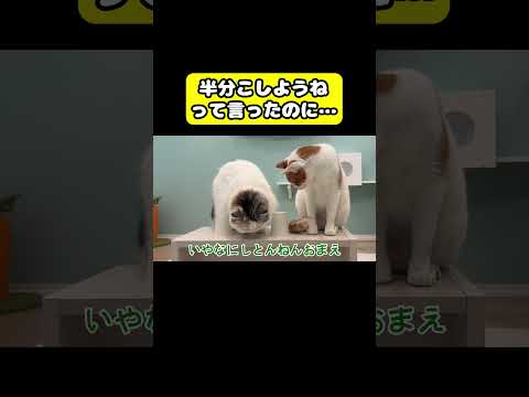 半分こしようねって言ったのに…#猫 #おもしろ #アテレコ #ニャンチューバーつくし