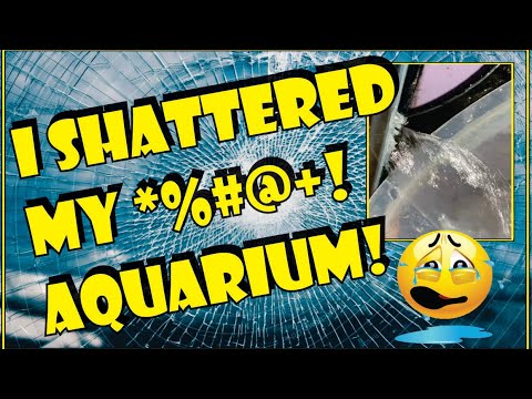 AQUARIUM FAIL! How I SHATTERED My *%#@+! AQUARIUM  AQUARIUM FAIL!
HOW I SHATTERED MY *%#@+! AQUARIUM 😭 4k

Welcome back To Vinny's Aquatics!

Thank 