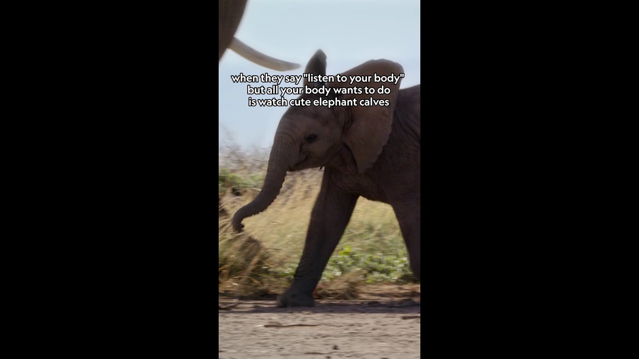 Sounds like an excellent way to spend our time 🐘 #GrowingUpAnimal