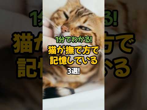 【猫の記憶力】猫が撫で方で記憶している3選!🐾1分で解説! #shorts #猫 #雑学