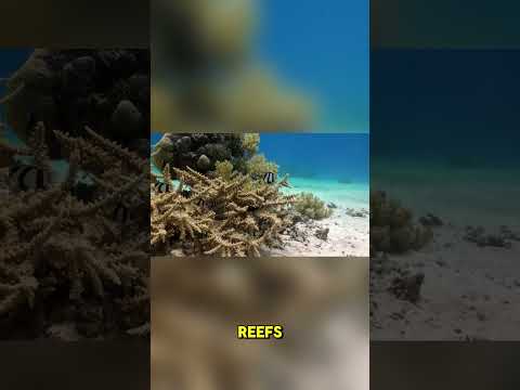 “The Country No One Talks About! 😱🌏”