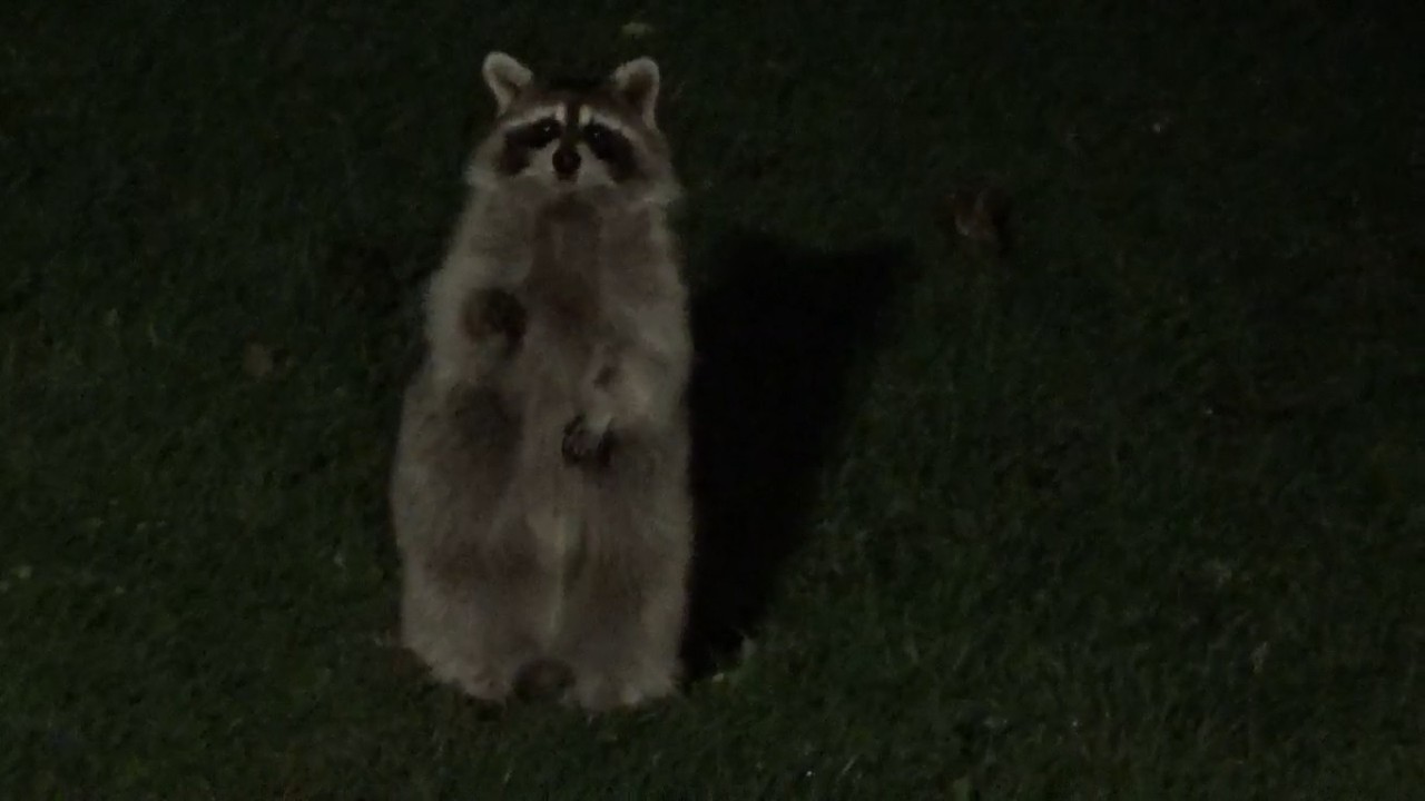 JIM WITH RACCOONS ON SATURDAY
