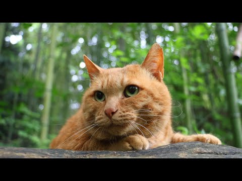 竹林の風景と麦茶の魅力を紐解くリラックス動画 サムネイル