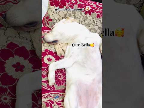 Deep Sleep, Deep Trust 💞 #SleepingDog #CuteDogMoments #PeacefulVibes #DogLover #PetLife #shorts