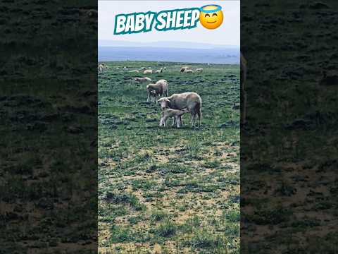 #sheep #farming #nature #beautiful #scenery #wyoming