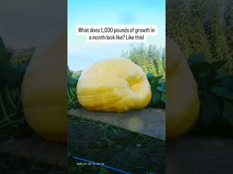 Timelapse: Giant Pumpkin Gains 1,000lbs in 30 Days!