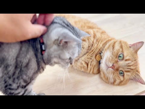 猫の動画サムネイル - あいちゃんが茶々くんの近くに迫ってきた、そのとき茶々くんが！