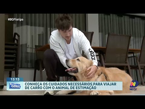 Cuidados essenciais para viajar de carro com seu animal de estimação