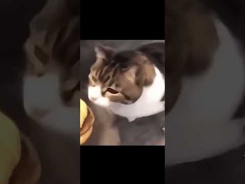 Você é gatinho 🐈⬛