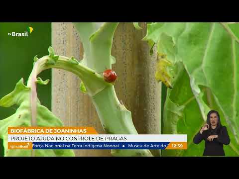 Biofábrica distribui joaninhas para o controle de pragas
