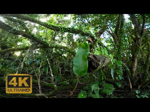 Walking Deep in the Rainforest 4K UHD – Unique Shot