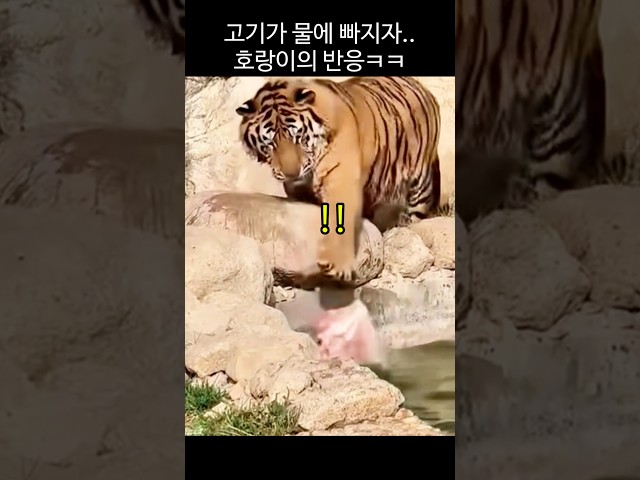 밥 먹다 밥이 사라져버리자 호랑이의 반응ㅋㅋ