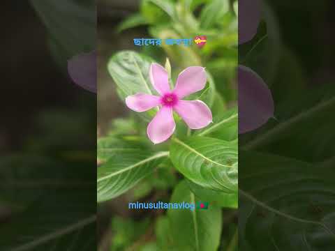 যে অবস্থা ছাদের🥰 আরো অনেক ভালো কাজ ছিল #minusultanavlog #Garden #reels #vairal #shorts #fypシ