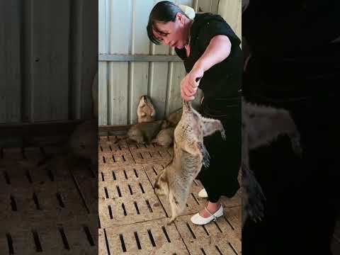 #cute #西风探瘦马 #矮鶏 #zoo #animals