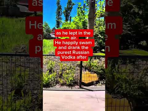 Funny Videos #shorts #jokes #funnyvideo #funnyvideos