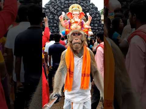 Ganesh Chaturthi Special 🛕🙏Bantoo Bhai Saves A Kid🫂🐒 #monkeyvlog #aimonkeyvlog #bantoobhai