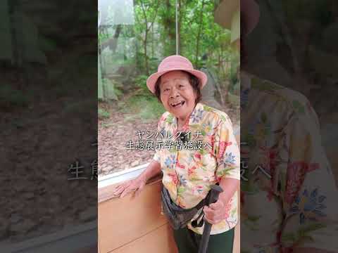 ヤンバルクイナが目の前で見られる「安田くいなふれあい公園」へおばあちゃんと行ってきました#沖縄 #国頭村 #おばあちゃん #pr