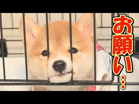 トイレトレーニング中の子犬が、目をウルウルさせながら「外に出して！」と要求する姿に負けてしまいました…