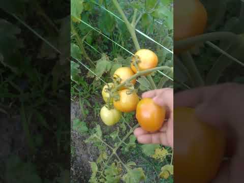 nyoba makan langsung dari pohon nya