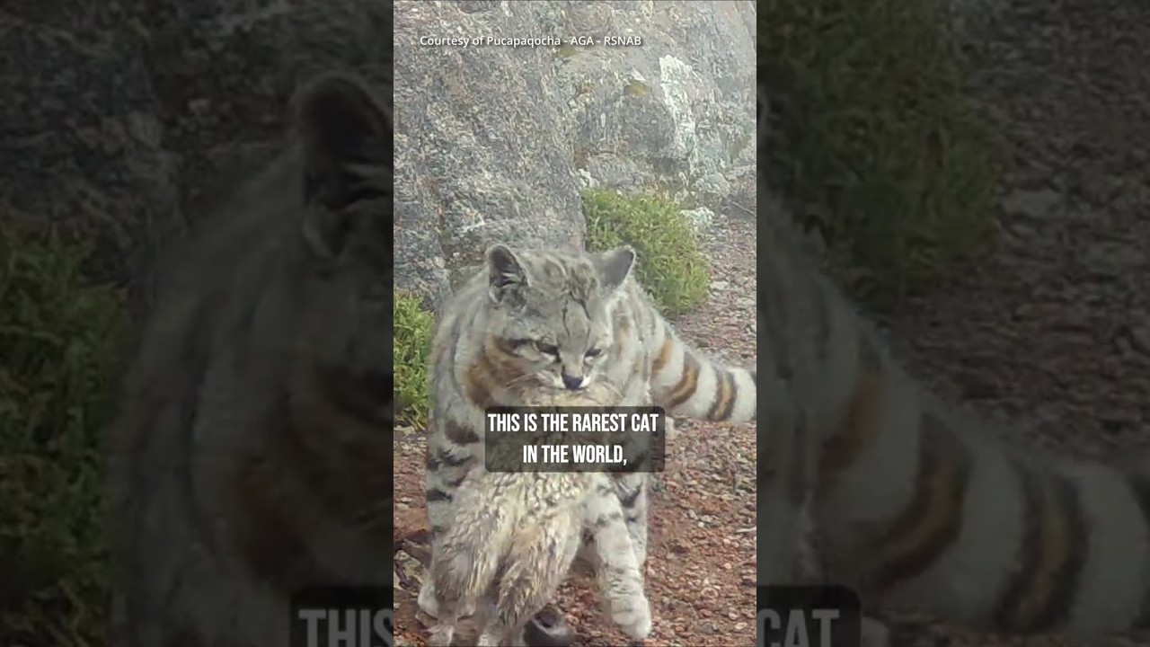 Help Save the Cute Andean Cat! #Wildcats #Andeancat #Shorts