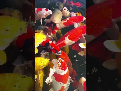 Jumbo Kois #shorts Hanging out with the gang 🎏

I wish you a  nice weekend all around the world 🌏

#japanesekoi #