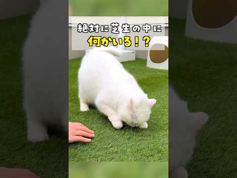 猫が芝生をホリホリして大変です…！ #ポムしま