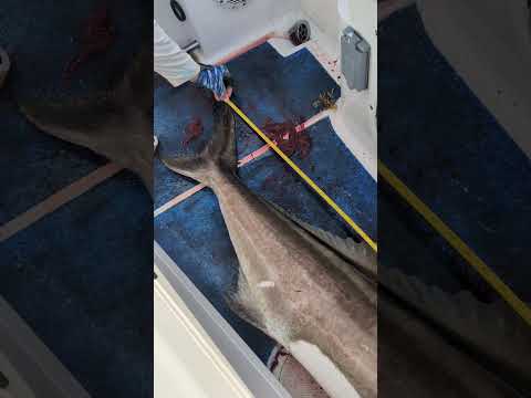 The wreck of the sea of chicago Florida keys public gps spot. video thumbnail