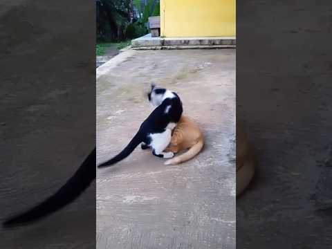 🐱vs🐱 #viralcats #kucingorens