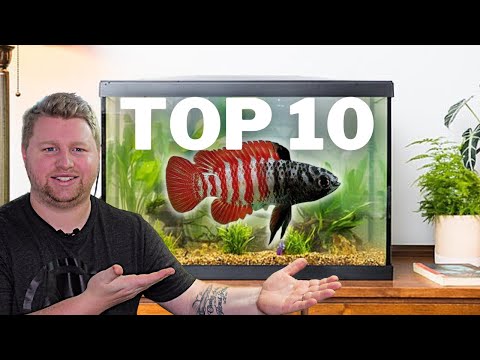 Top 10 UNIQUE Fish for a 10 Gallon Aquarium A list of the top 10 unique fish that you can keep in a 10 gallon freshwater fish tank!

0_00 Introd