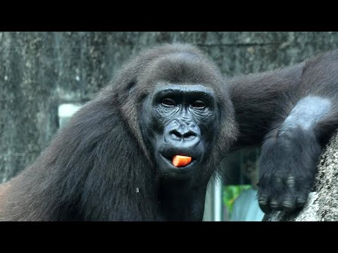 Gorilla Ringo,D