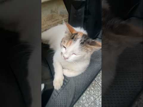 waduh Mey Mey kelaparan #kucing #cat #cute #funny