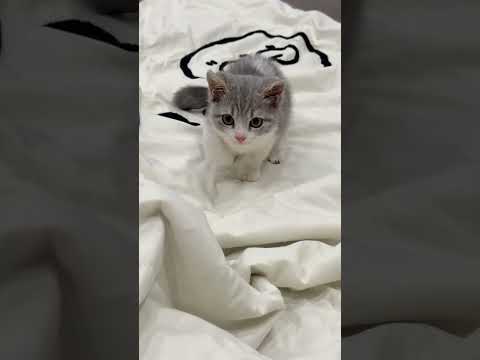 Performance 💞💞 #shorts #shortsfeed #trendingshorts #performance