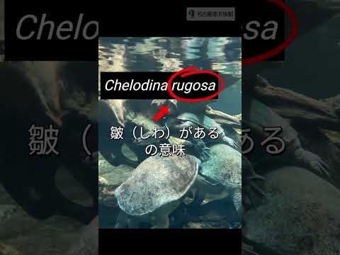名古屋港水族館のチリメンナガクビガメ：しわのある甲羅と観察のポイント サムネイル