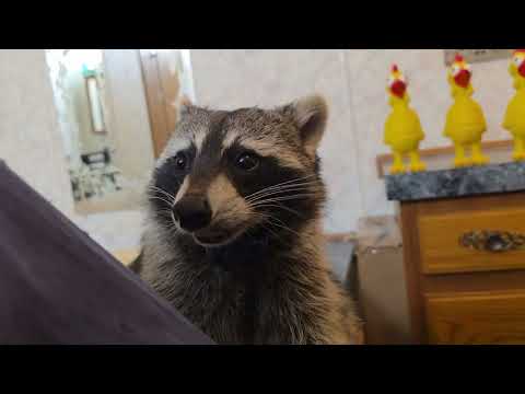 Re-uploaded Chillin w/ Tigger The Raccoon ❤️🦝