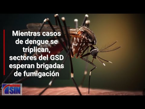 Mientras casos de dengue se triplican, sectores del GSD esperan brigadas de fumigación