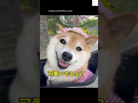 オシャレな柴犬が可愛すぎる🥰　#柴犬　#犬　#かわいい犬 #かわいい #オシャレ サムネイル