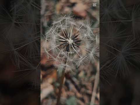 Ormanda kisa bir yürüyüş..Doğa en iyi ilactir #trekking #naturelovers #nature #Doğa #fyp #gezencezve