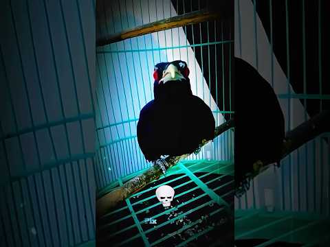 Bird crazy scream 😱 #edit #birds #shorts