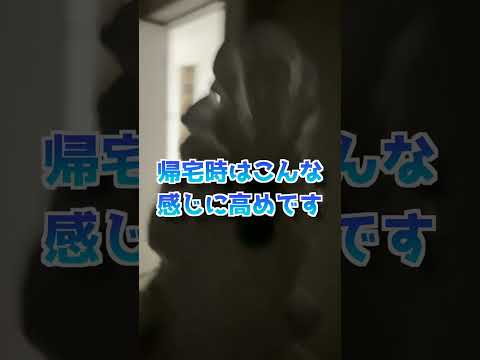 買い物から帰ると大興奮で出迎えるオウム #shorts