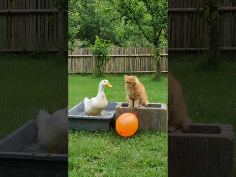 cute orange cat playing with duck #cat