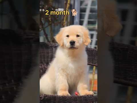 15 days 🐣 to 1 year golden retriever transformation #feed #transformation #lovedog #lovesadstatus