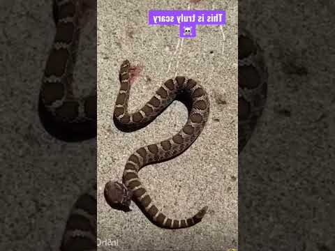 ⚡⚡పాము చనిపోయాక కూడా బ్రతికే ఉంతుంది |⚡ Interesting Facts