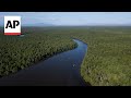 Mangrove in Brazil flourishes four years after reforestation drive by NGO