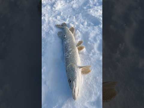 Полюєм за щукою #pike #alaska