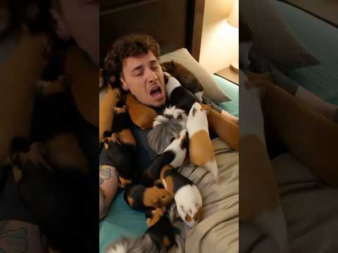 GETTINF ATTACKED BY GUINEA PIGS!! #guineapig #fypシ #fypシ゚viral #youtubeshorts #animals #ai