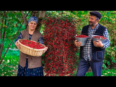 FREE Red Hawthorn Berries from Nature: How to Collect and Cook Them