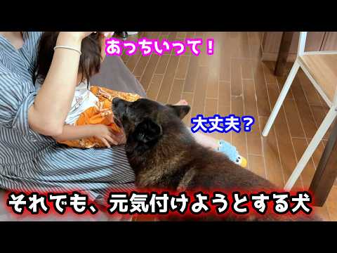 【優しすぎ】赤ちゃんに拒否されても、一生懸命可愛がろうとする甲斐犬