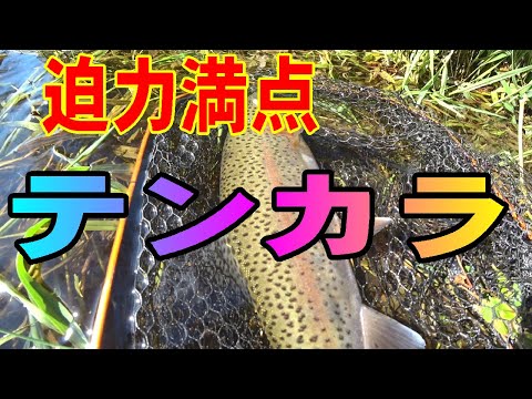 2025.10.20 テンカラ釣り リールが無いからめっちゃ面白い トラウト王国北海道十勝の釣り つり部会ガイドサービス #テンカラ釣り