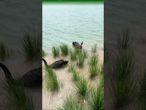 Ở đây, thời gian cũng biết dịu dàng. #ngocvenland #ecoretreat #ecoretreatlongan #longan #bdslongan